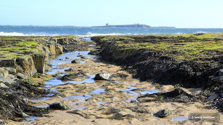 _MG_3352 Farne Island.JPG